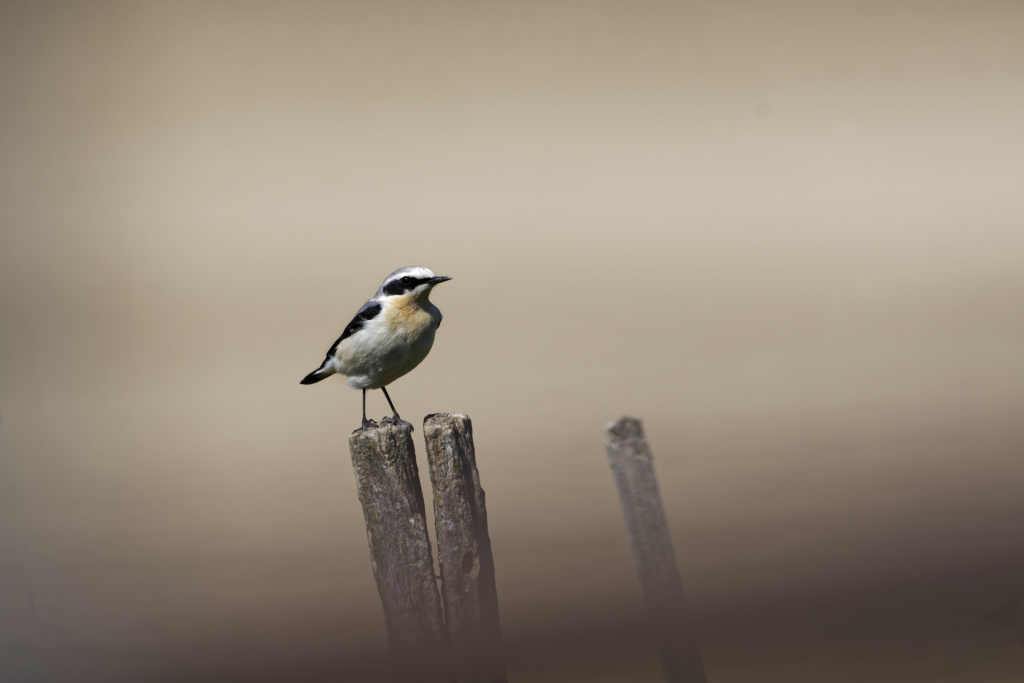 _DSC2988_DxO.jpg