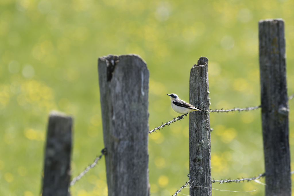 _DSC3203_DxO.jpg
