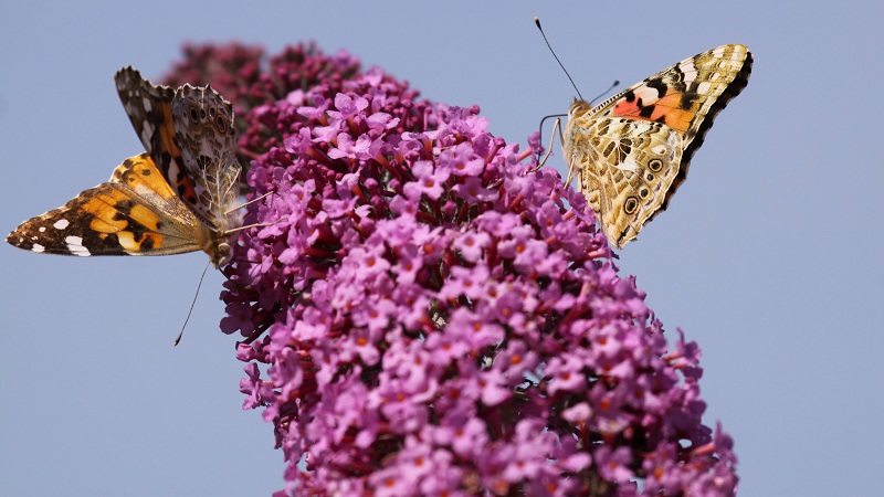 Papillons+chardonneret du 21 Juillet 2009 043.jpg