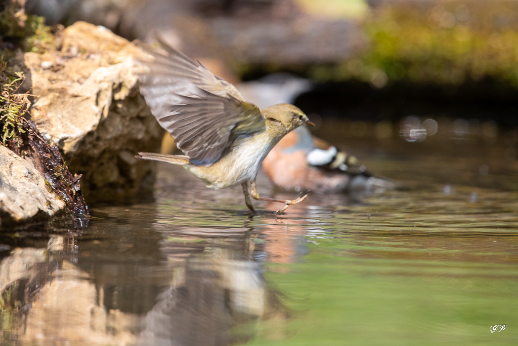 Pouillot Véloce (Phylloscopus collybita) Eurasian or Common chiffchaff-280.jpg