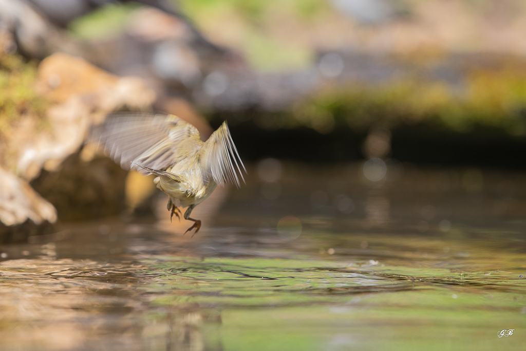 Pouillot Véloce (Phylloscopus collybita) Eurasian or Common chiffchaff-296.jpg