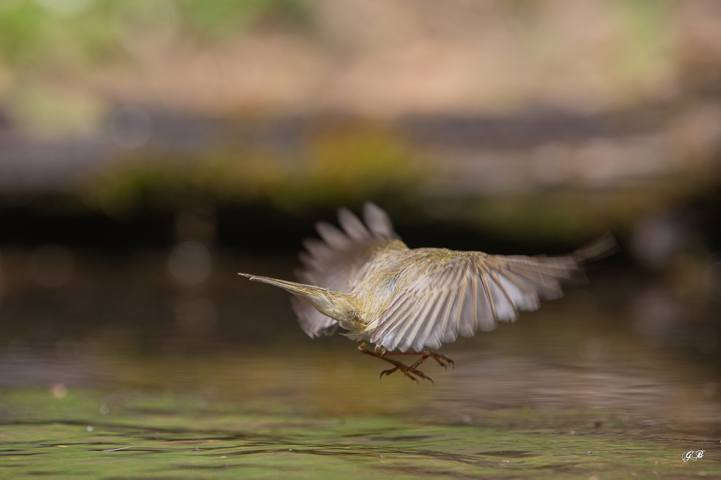Pouillot Véloce (Phylloscopus collybita) Eurasian or Common chiffchaff-297.jpg