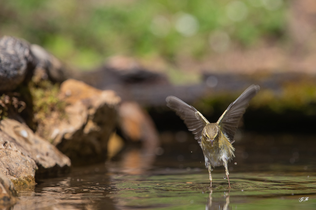 Pouillot Véloce (Phylloscopus collybita) Eurasian or Common chiffchaff-300.jpg