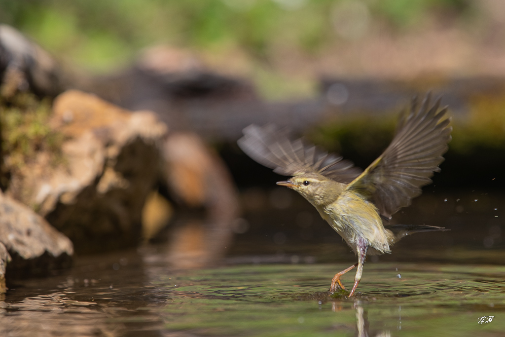 Pouillot Véloce (Phylloscopus collybita) Eurasian or Common chiffchaff-301.jpg