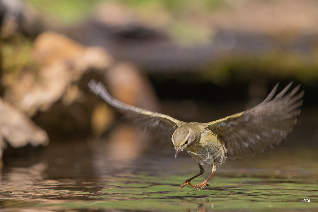 Pouillot Véloce (Phylloscopus collybita) Eurasian or Common chiffchaff-302.jpg