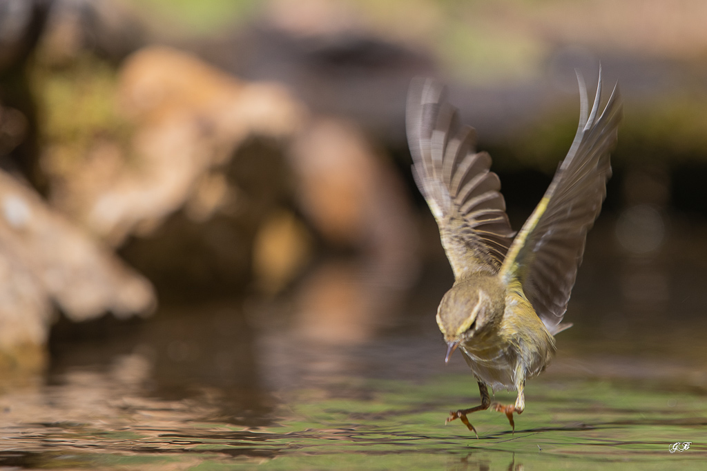 Pouillot Véloce (Phylloscopus collybita) Eurasian or Common chiffchaff-303.jpg