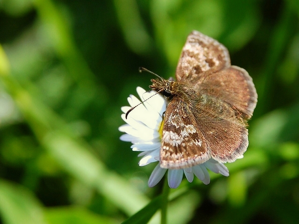 CSC_8683.JPG