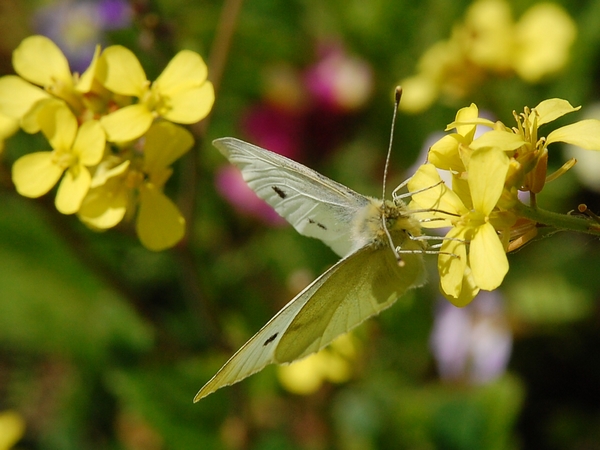 CSC_9460.JPG