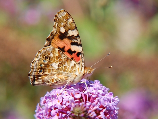 CSC_4382.JPG