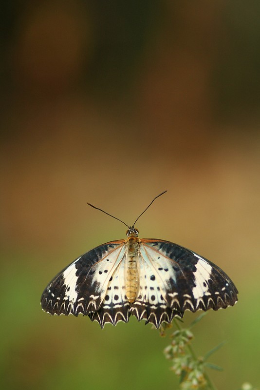 Papillon Caméléon.jpg