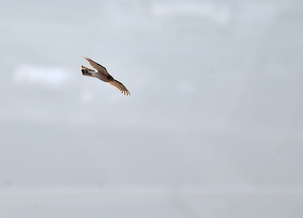 DS5_4899.jpg