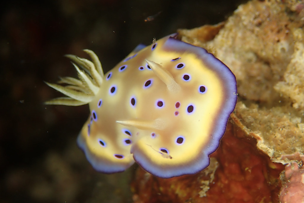 Chromodoris Kuniei - Doris à bord mauve -.jpeg