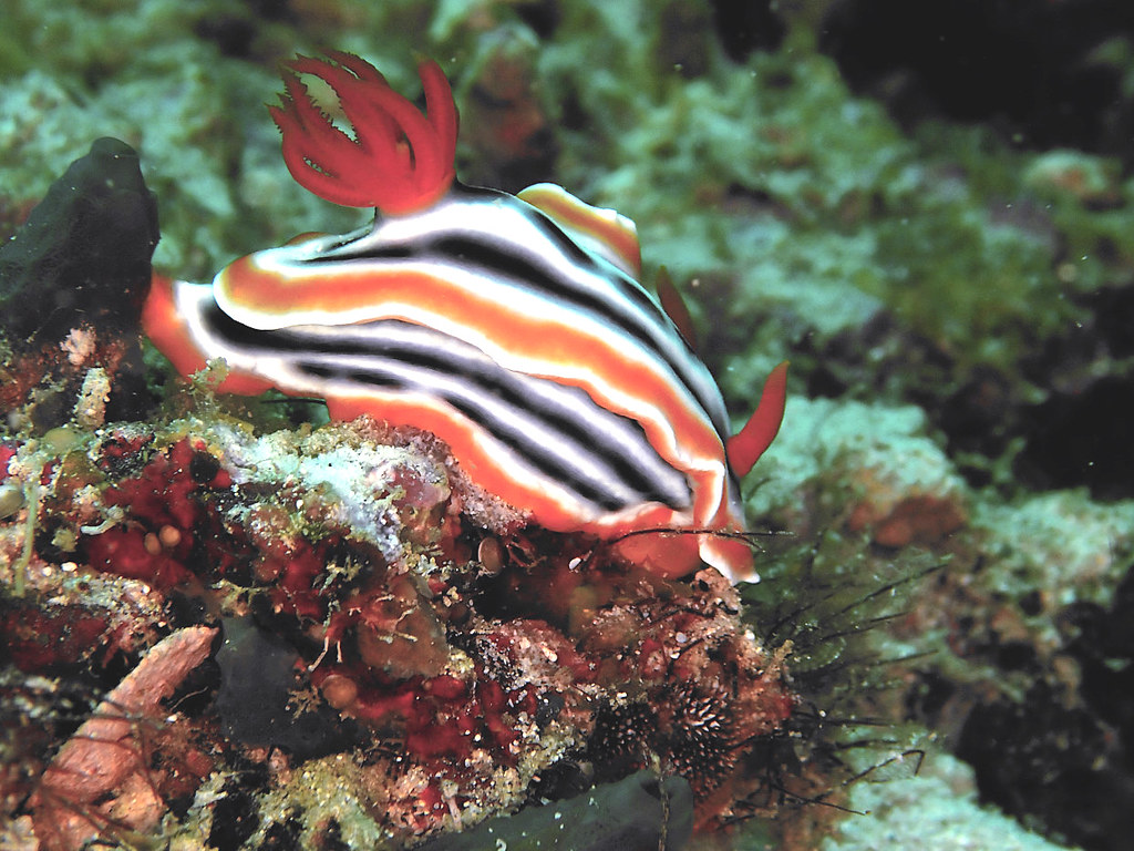 Chromodoris magnifica.jpeg
