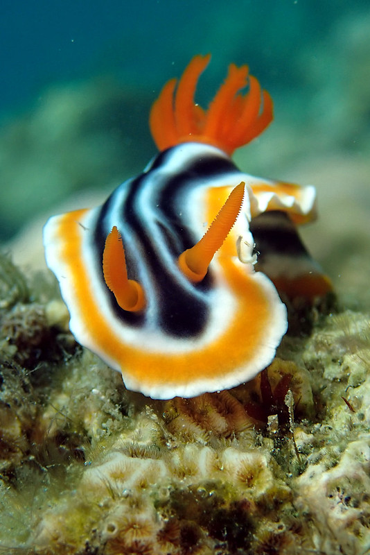 Chromodoris sp.jpeg