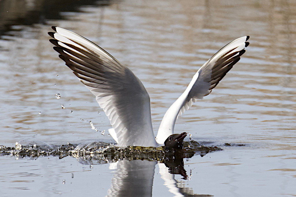 mouette rieuse.jpeg