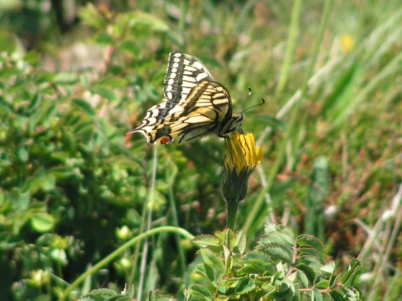 PICT0240.JPG