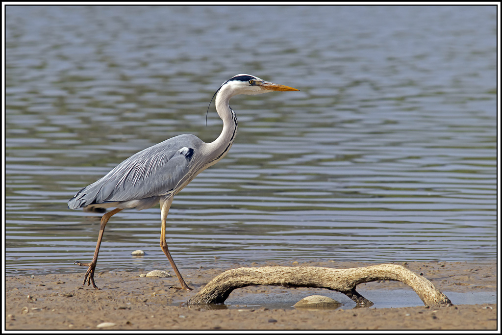 heron_cendre(671).jpg