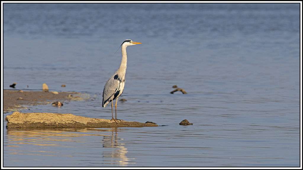 heron_cendre(751).jpg