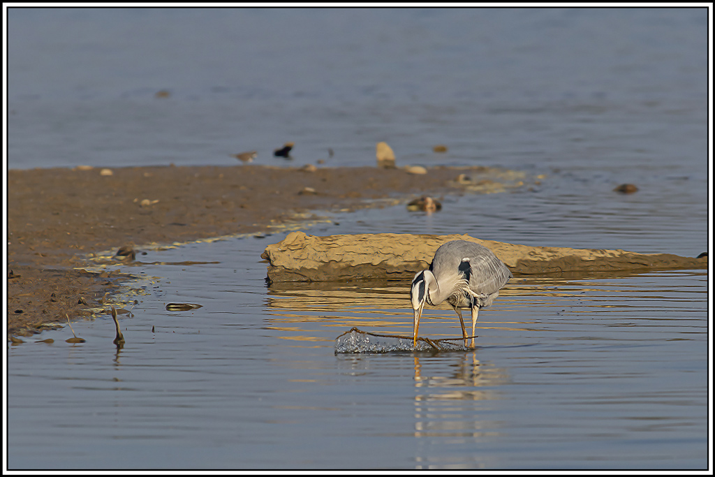 heron_cendre(756).jpg