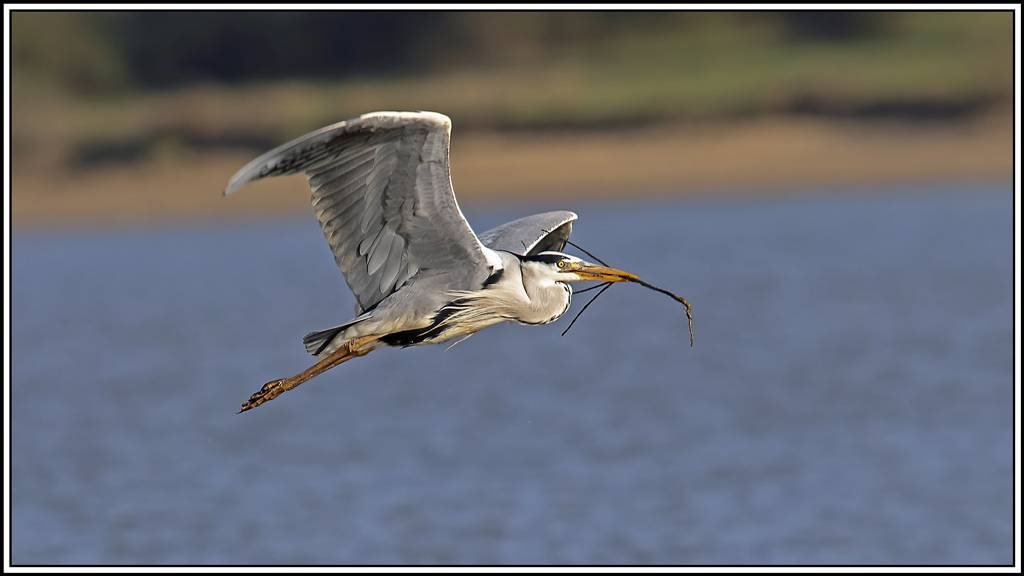 heron_cendre(778).jpg