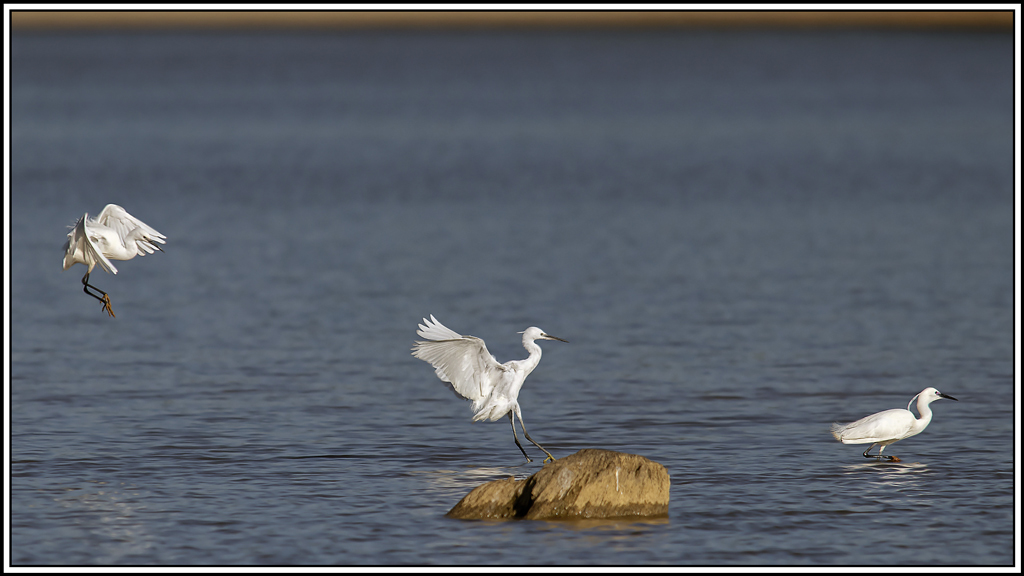 aigrette_garzette(60).jpg