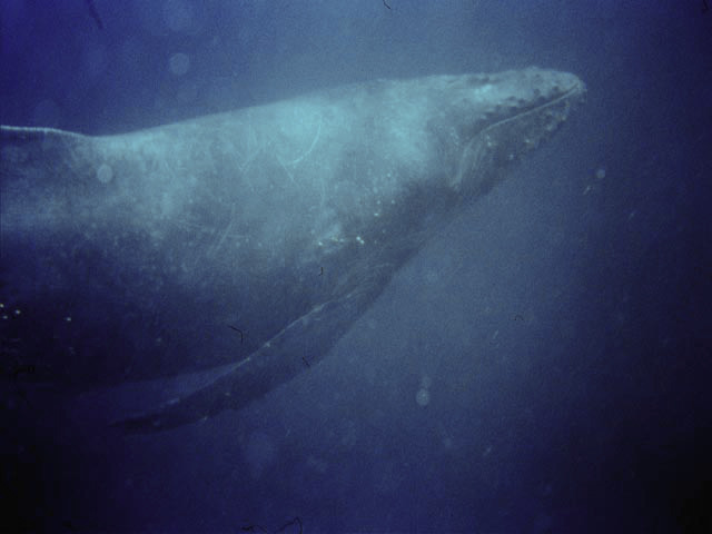 Baleine à bosses - mégaptère.jpeg