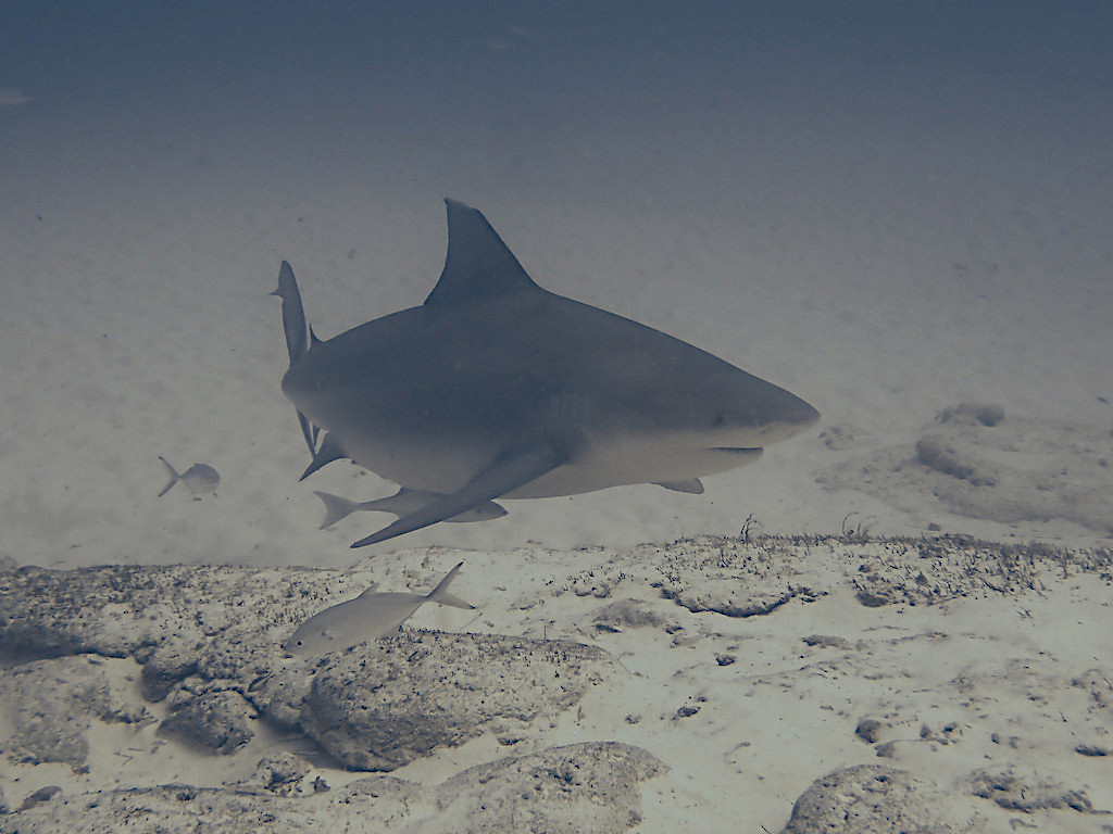 Requin boule-dogue.jpeg