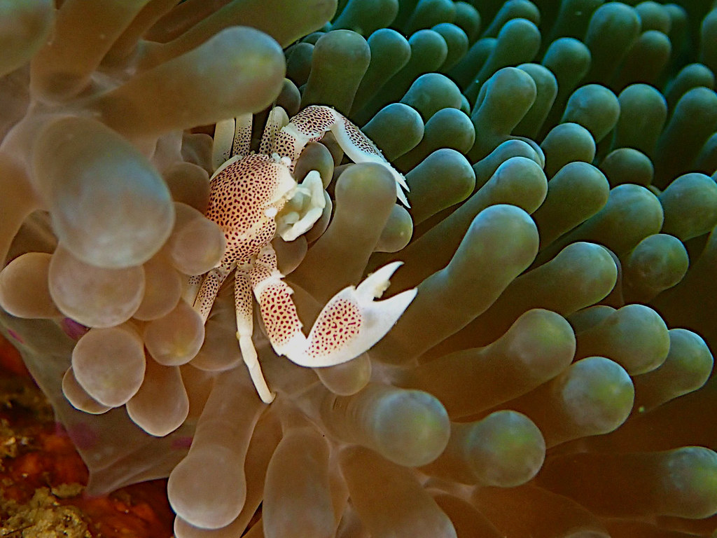 Crabe porcelaine symbiotique - Neopetrolisthes oshimai - Spotted porcelain crab.jpeg