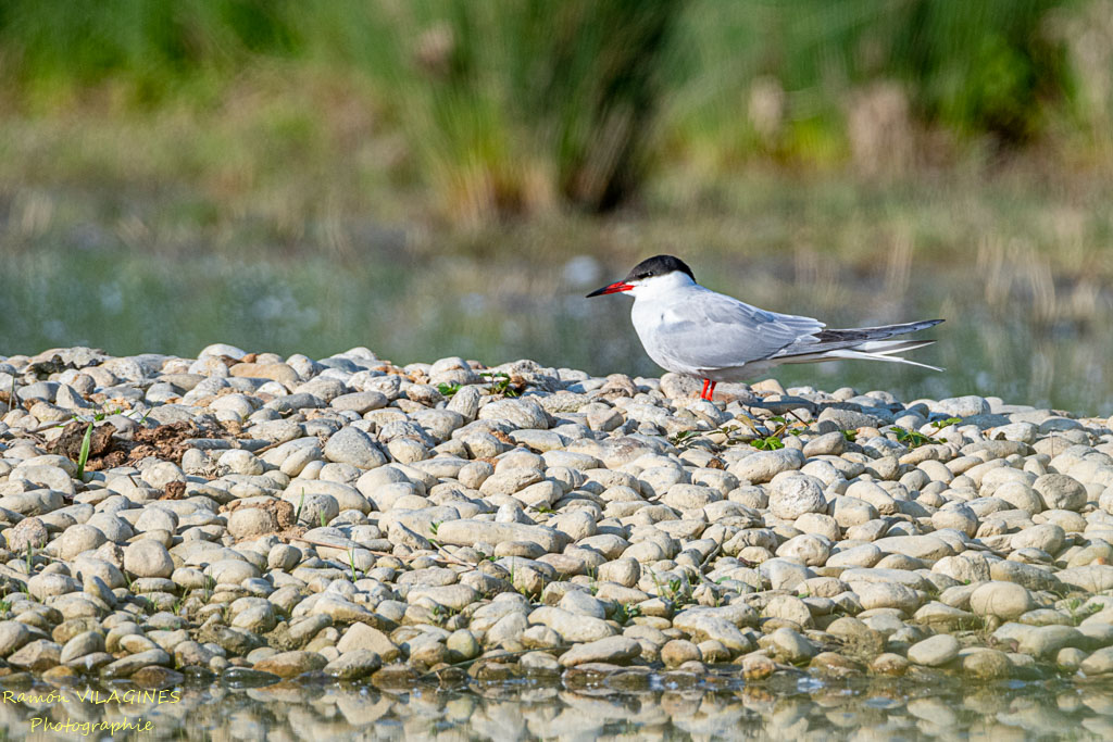 _DSC9267-ps.jpg