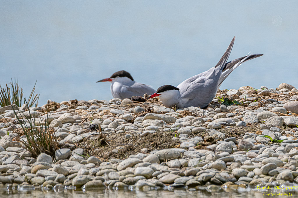 _DSC9409-ps.jpg