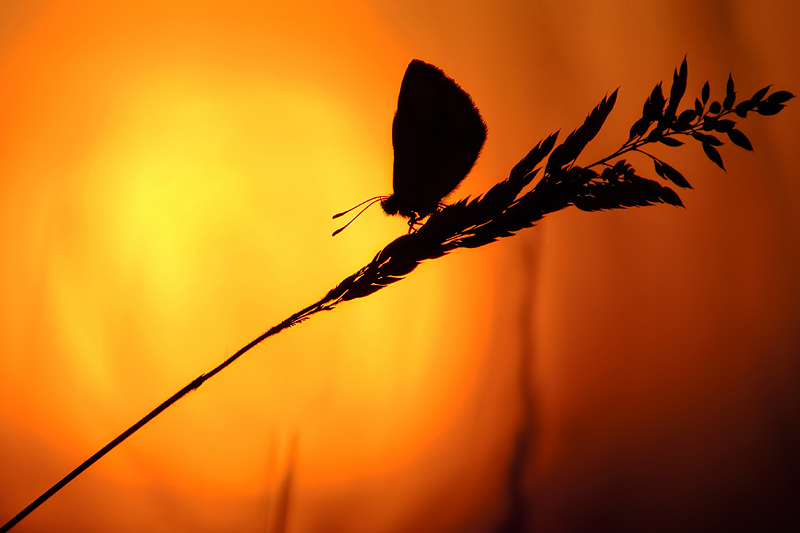 pap sur coucher de soleil copie copie.jpg
