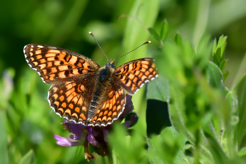 DSC_9072.JPG