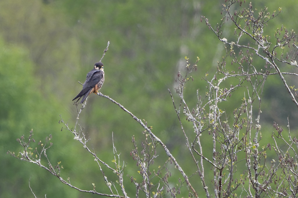 DSC_7022_DxO.jpg