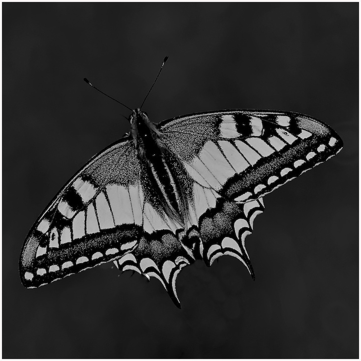 machaon 1.jpg