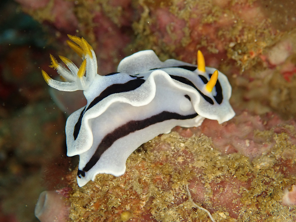 Chromodoris Dianae - Doris de Diane.jpeg