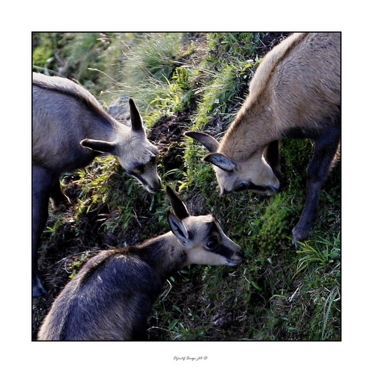 chamois trio i n.jpg