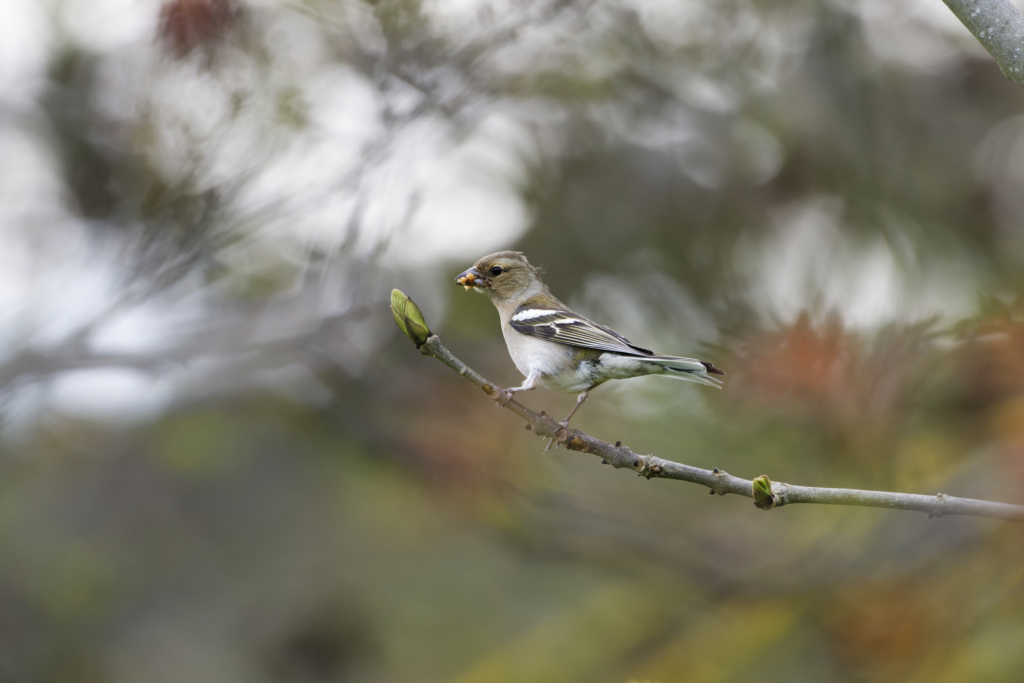 _DSC4407_DxO_DxO.jpg