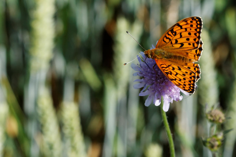 IMG_4632_DxO_raw.jpg