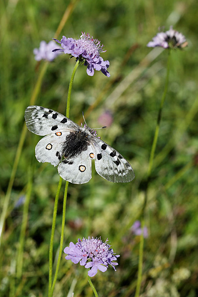 IMG_5533_DxO_raw.jpg