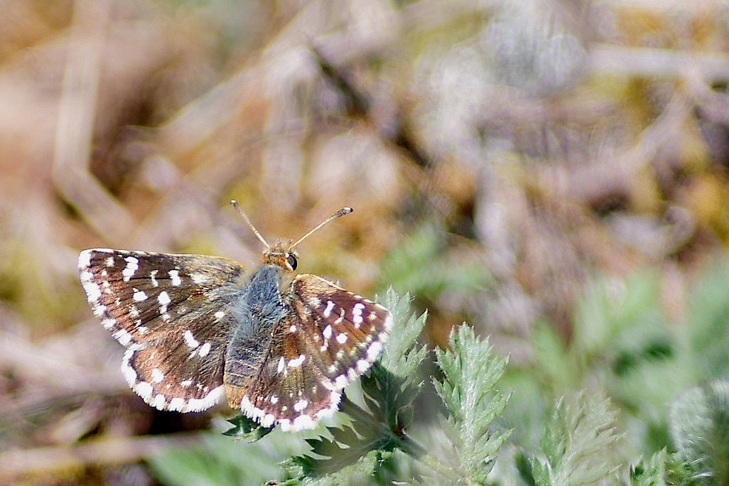 DSC_7304_DxO.jpg