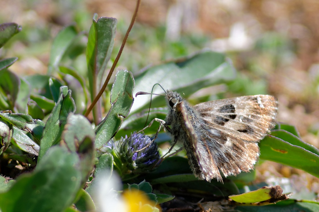 DSC_7439_DxO.jpg