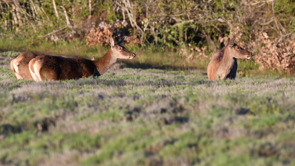 DSC_0237.JPG