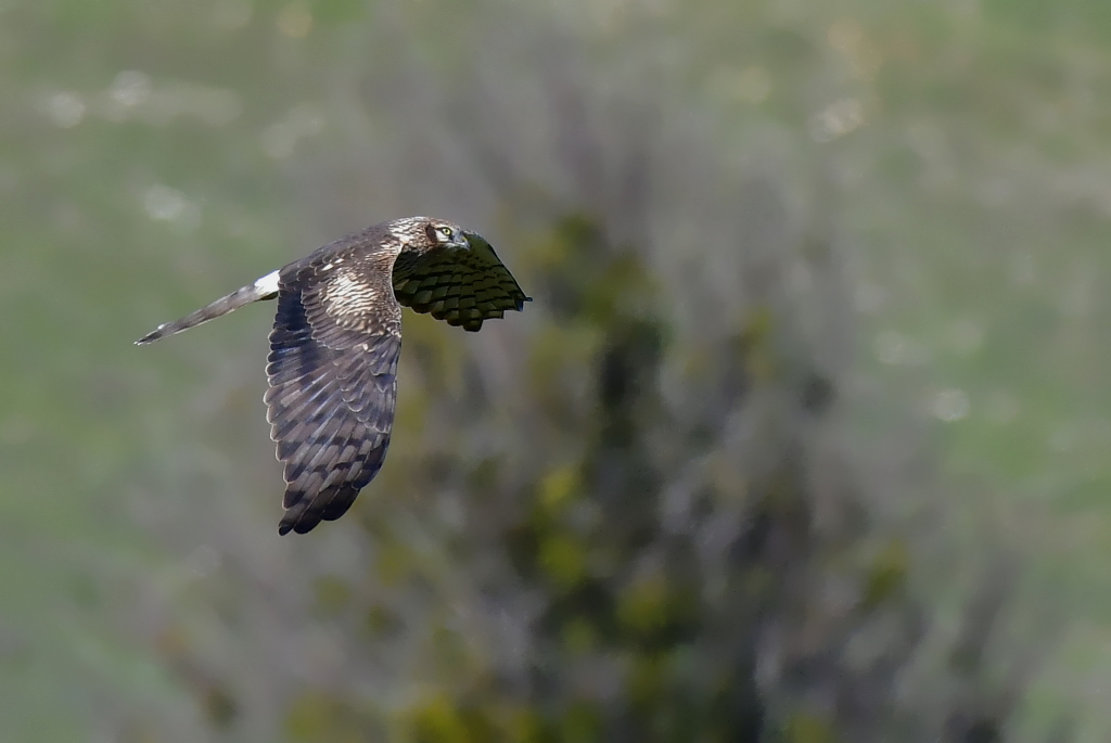 DSC_9333.JPG