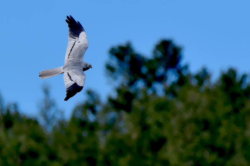 DSC_9339.JPG