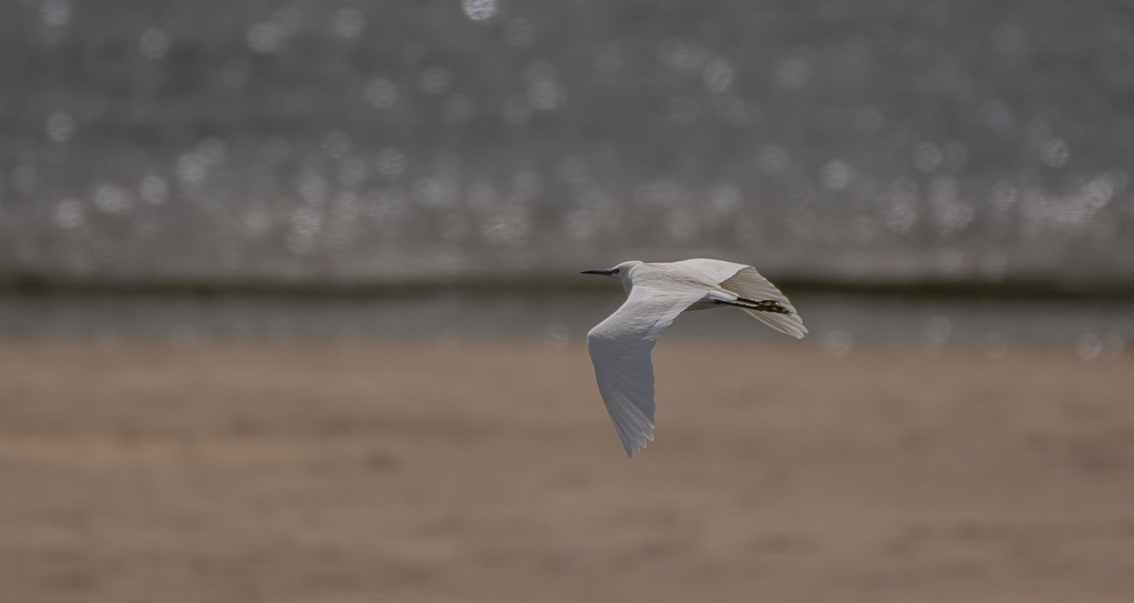 Grande aigrette-1.jpg