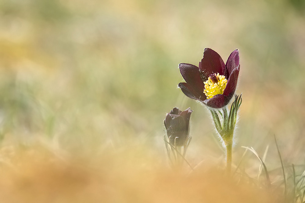anemone pulsatille1.jpg