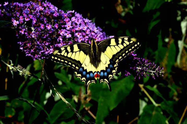 machaon.JPG
