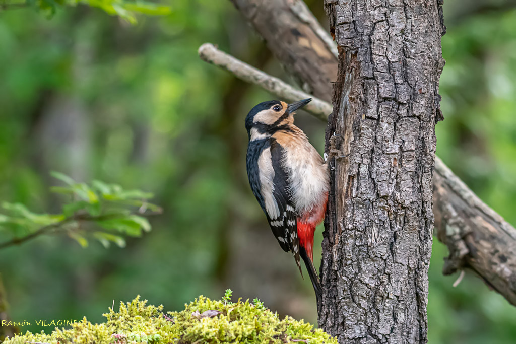 _DSC9451-ps.jpg