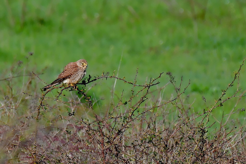 DSC_9627.JPG