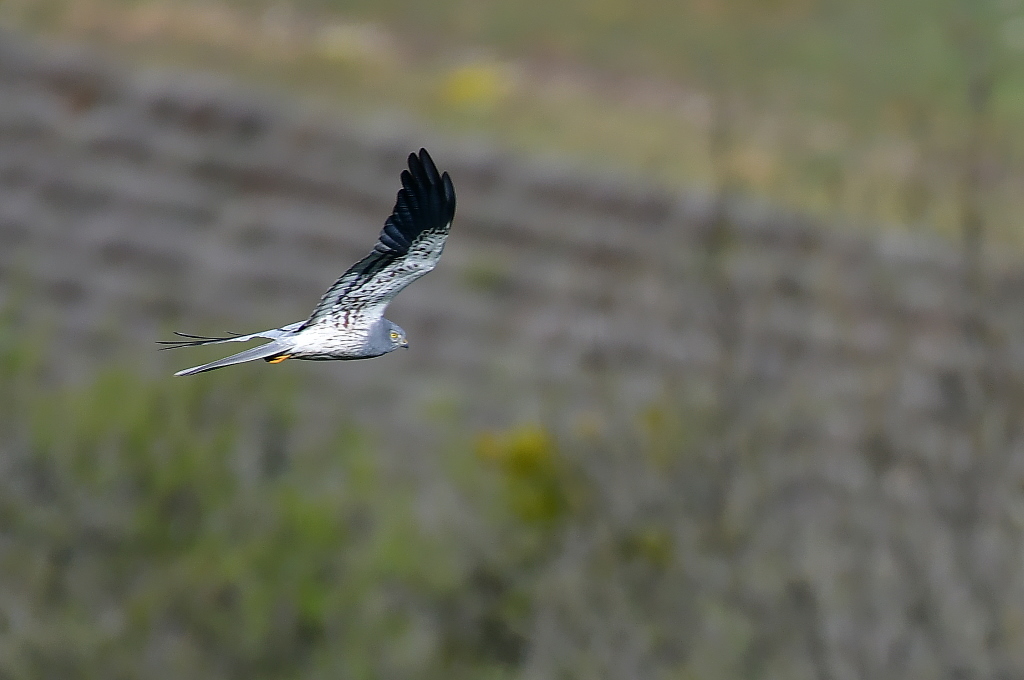 DSC_9634.JPG